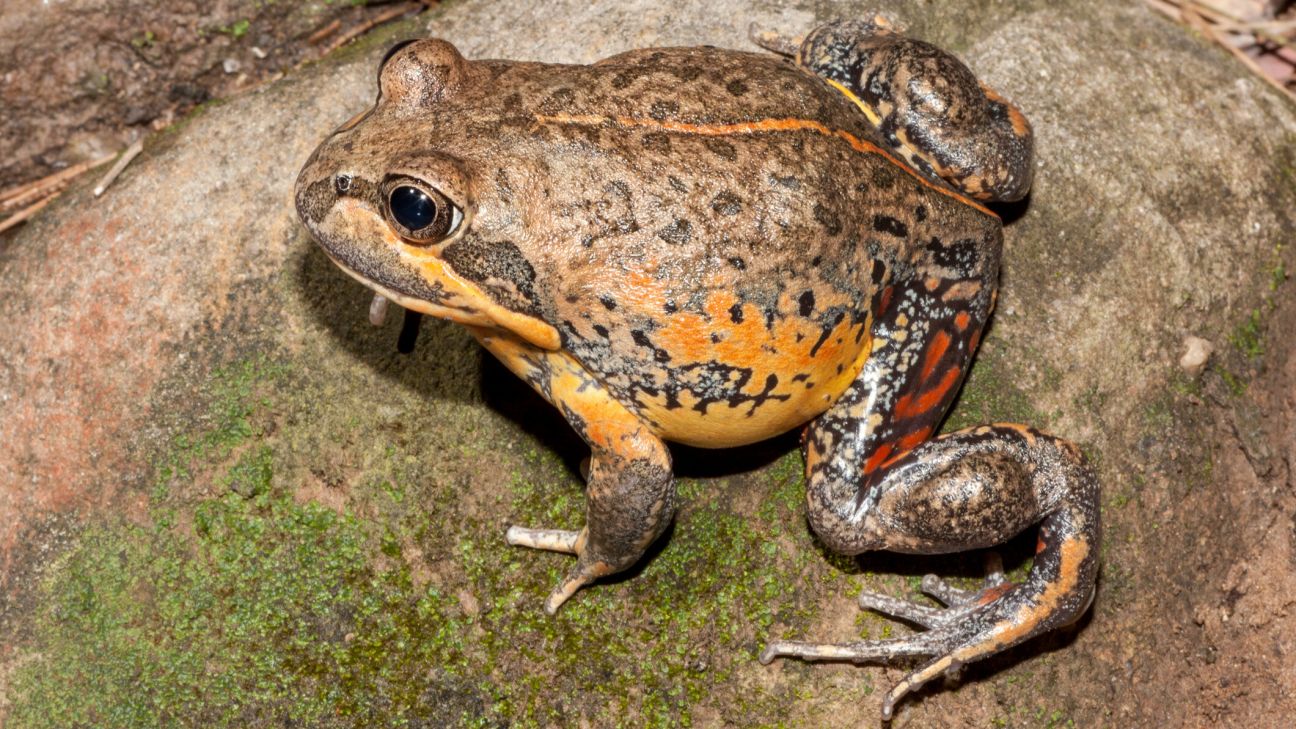 Scarlet-sided Banjo Frog